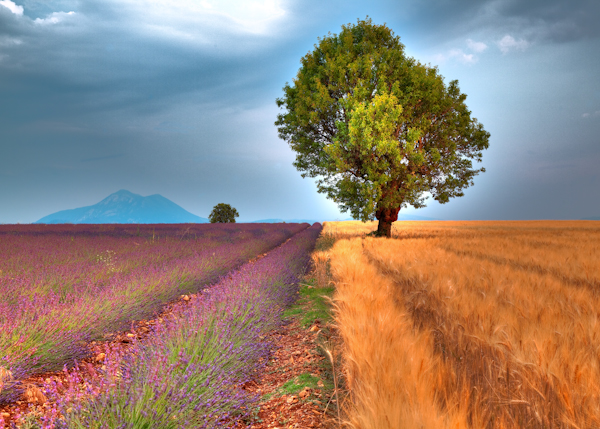 A plain in the south of France with lavender and barley.
