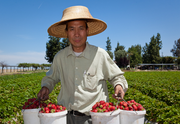 fresh strawberries at a farm stand | afoodcentriclife.com
