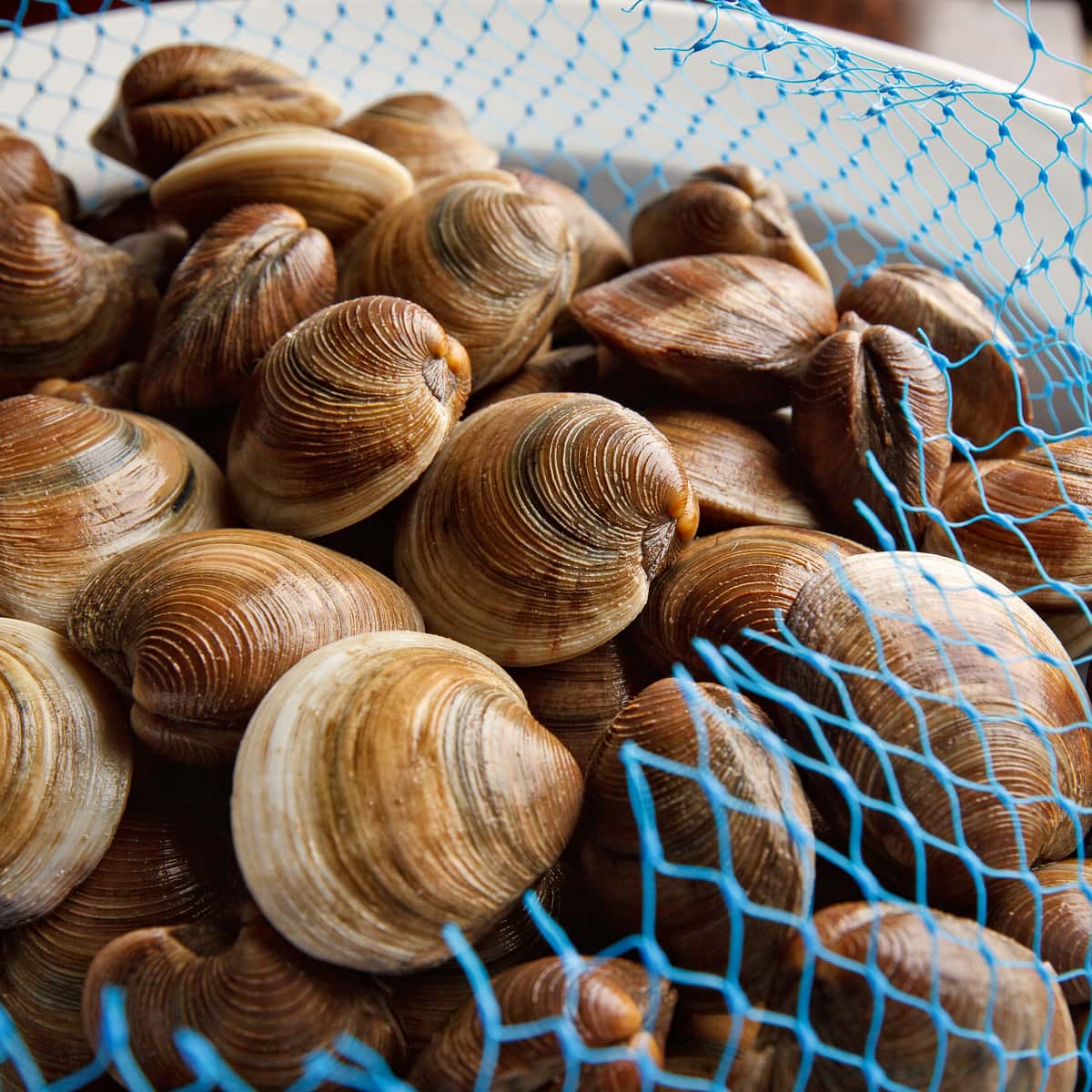 Fresh clams in a blue netted bag ready for cooking.