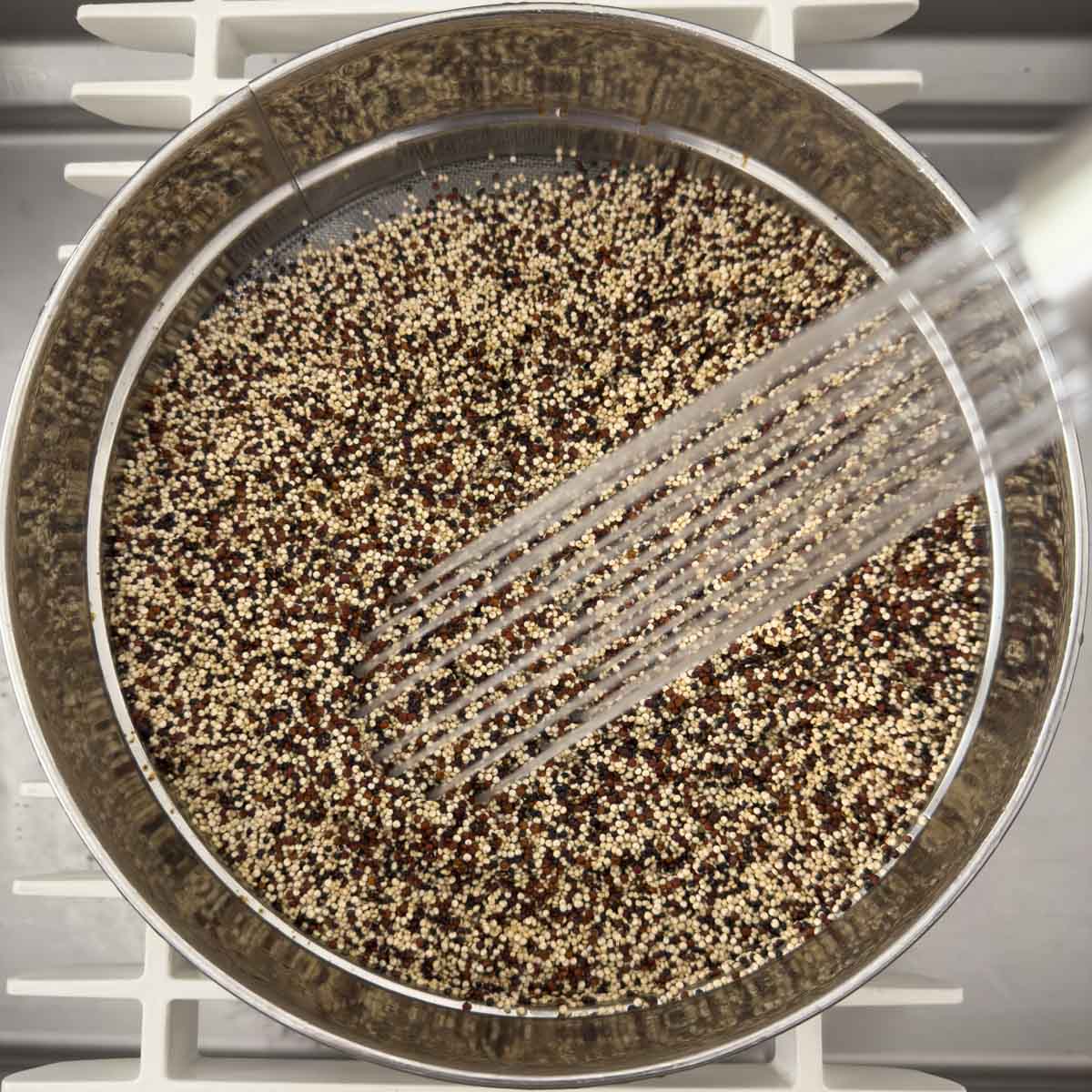 Rinsing tri-color quinoa in a sieve with a sprayer. 