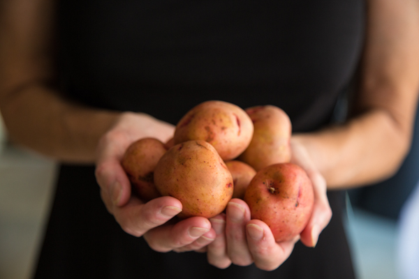 Raw red potatoes piled in hands. 